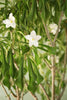 Frangipani