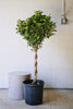 Ficus 'Daniella'