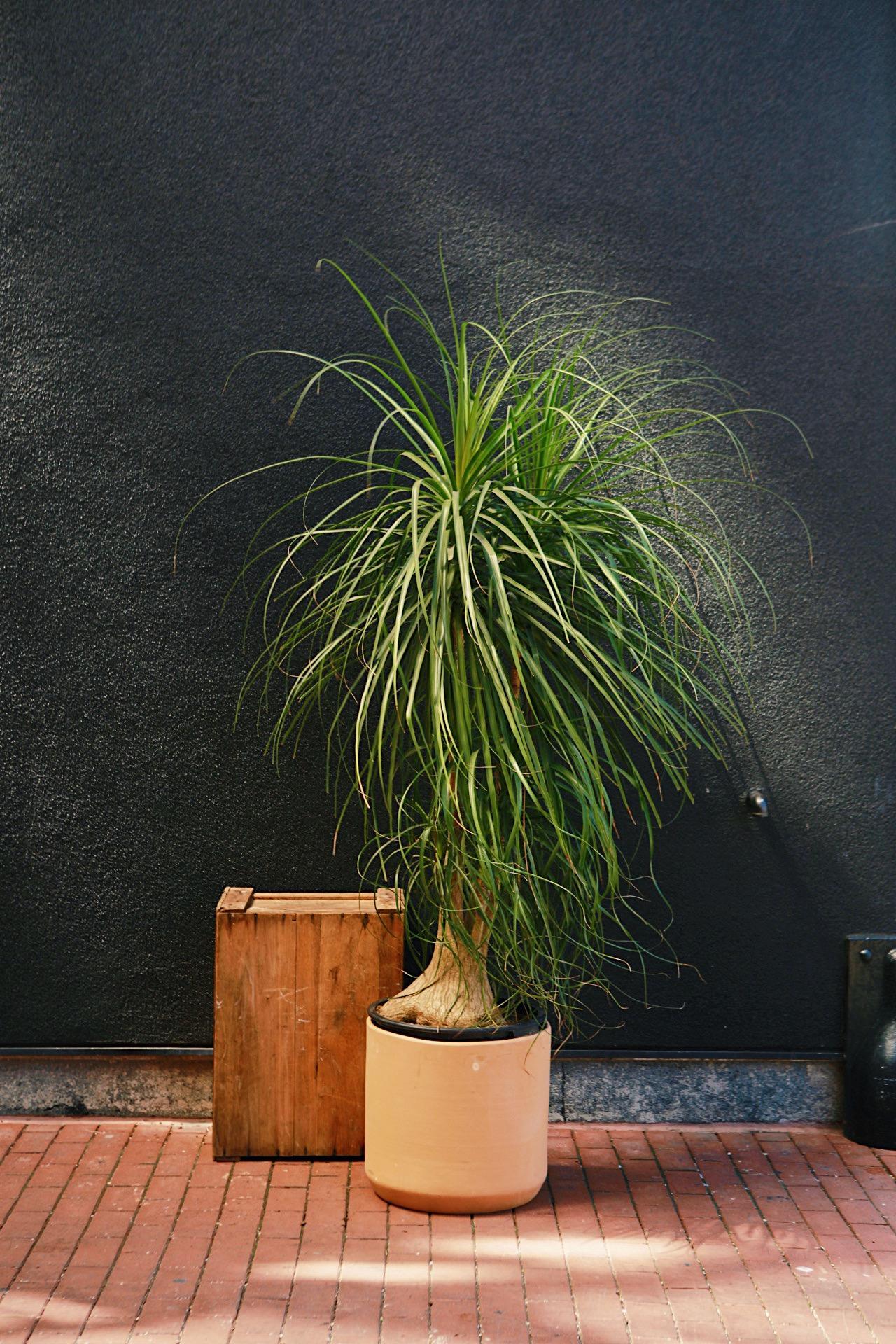 Clay Cylinder Planter