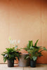 Peace Lily