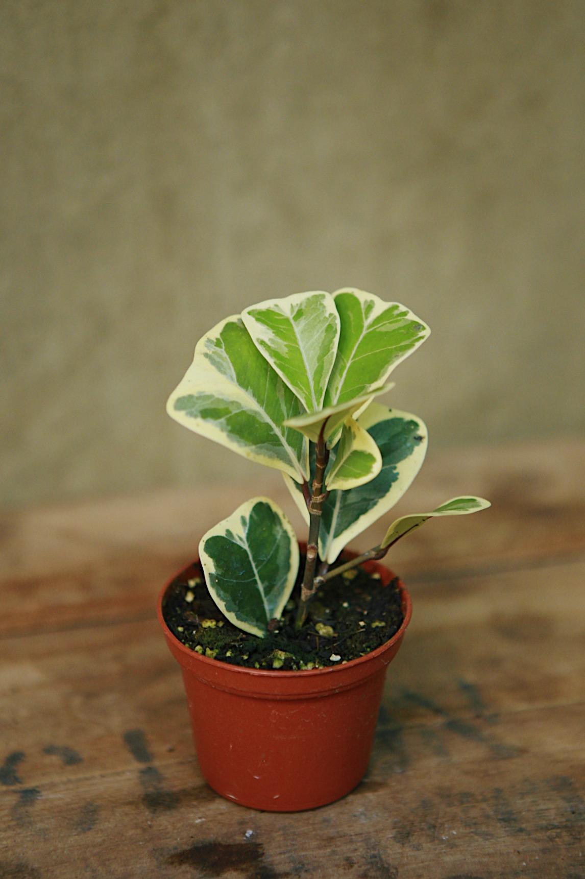 Ficus Triangularis