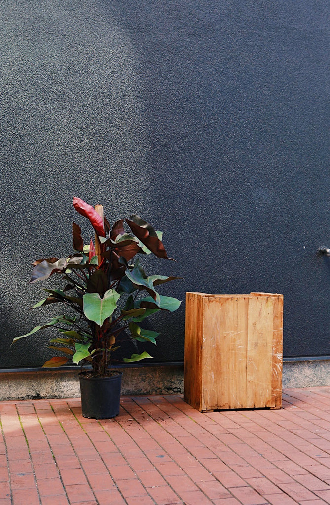Philodendron 'Bloody Mary'