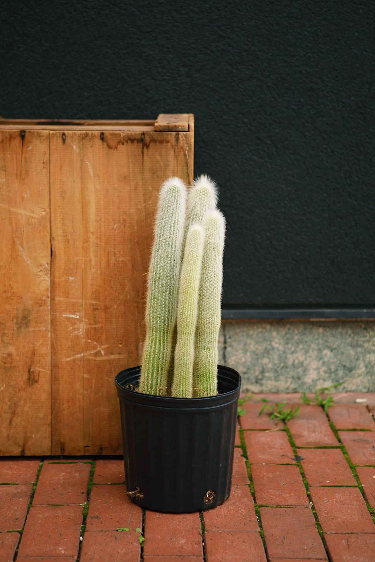 Wooly Torch Cactus