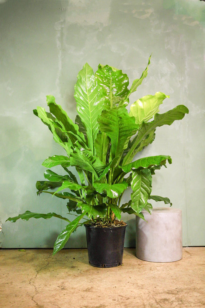Anthurium 'Marie'