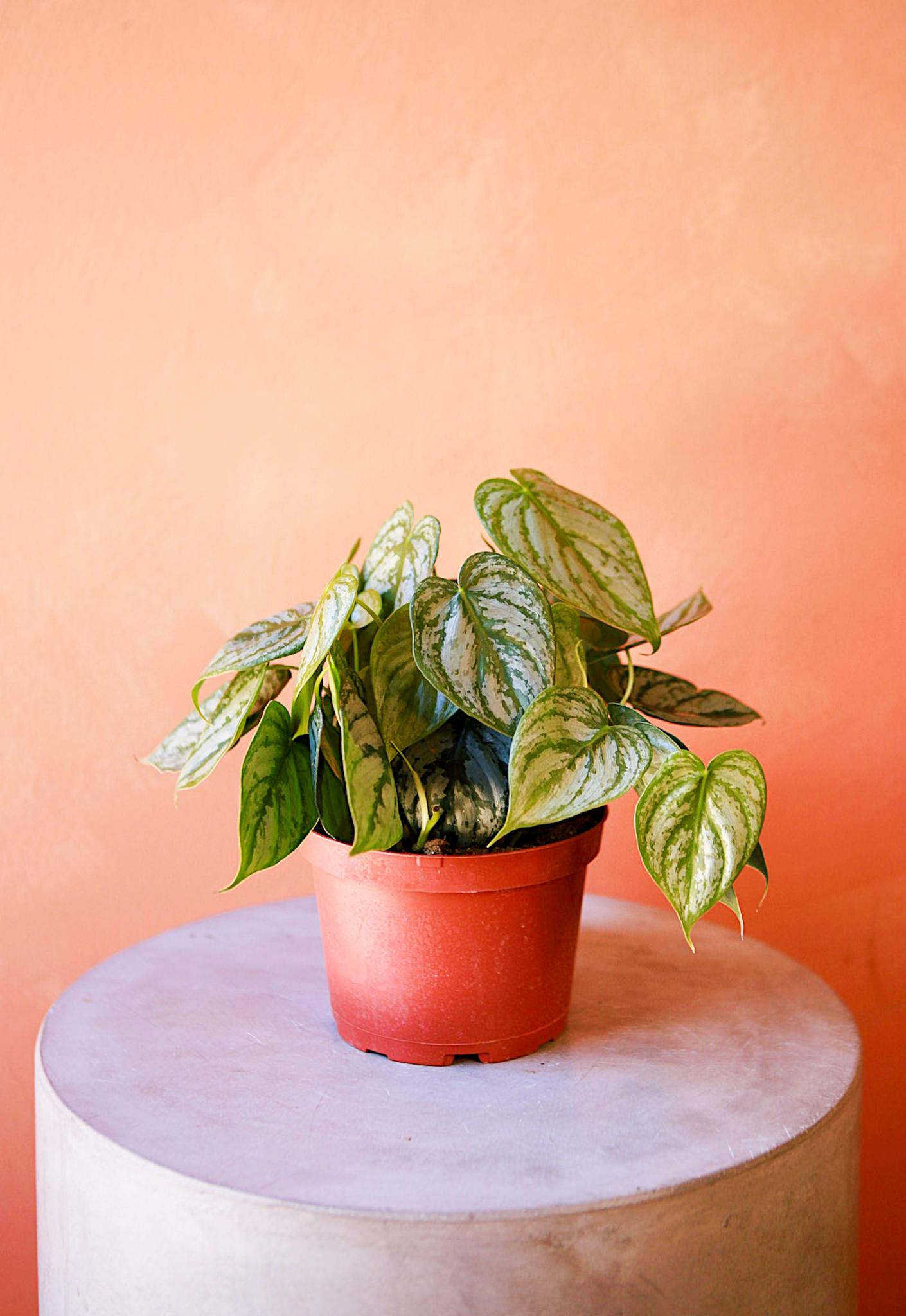 Silver Leaf' Philodendron