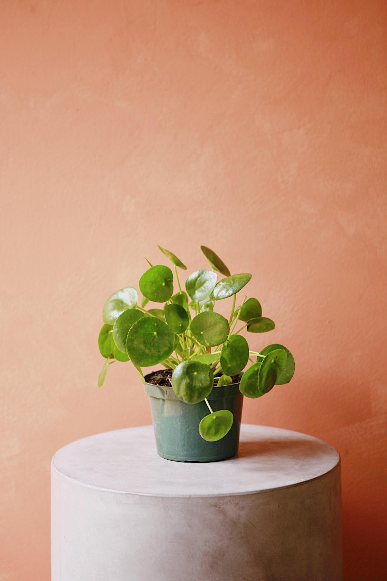 Coin Plant