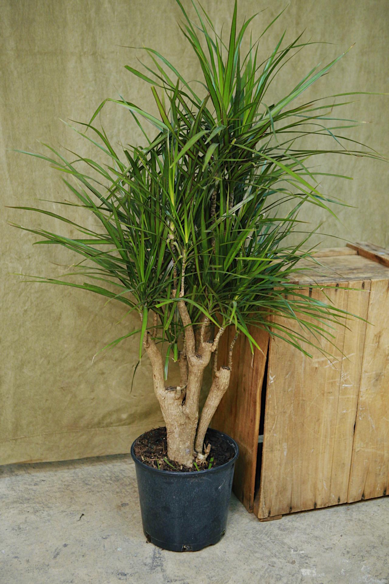 Dracaena Marginata Stump
