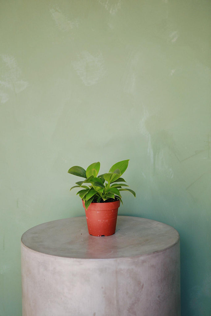 Philodendron 'Congo Apple'