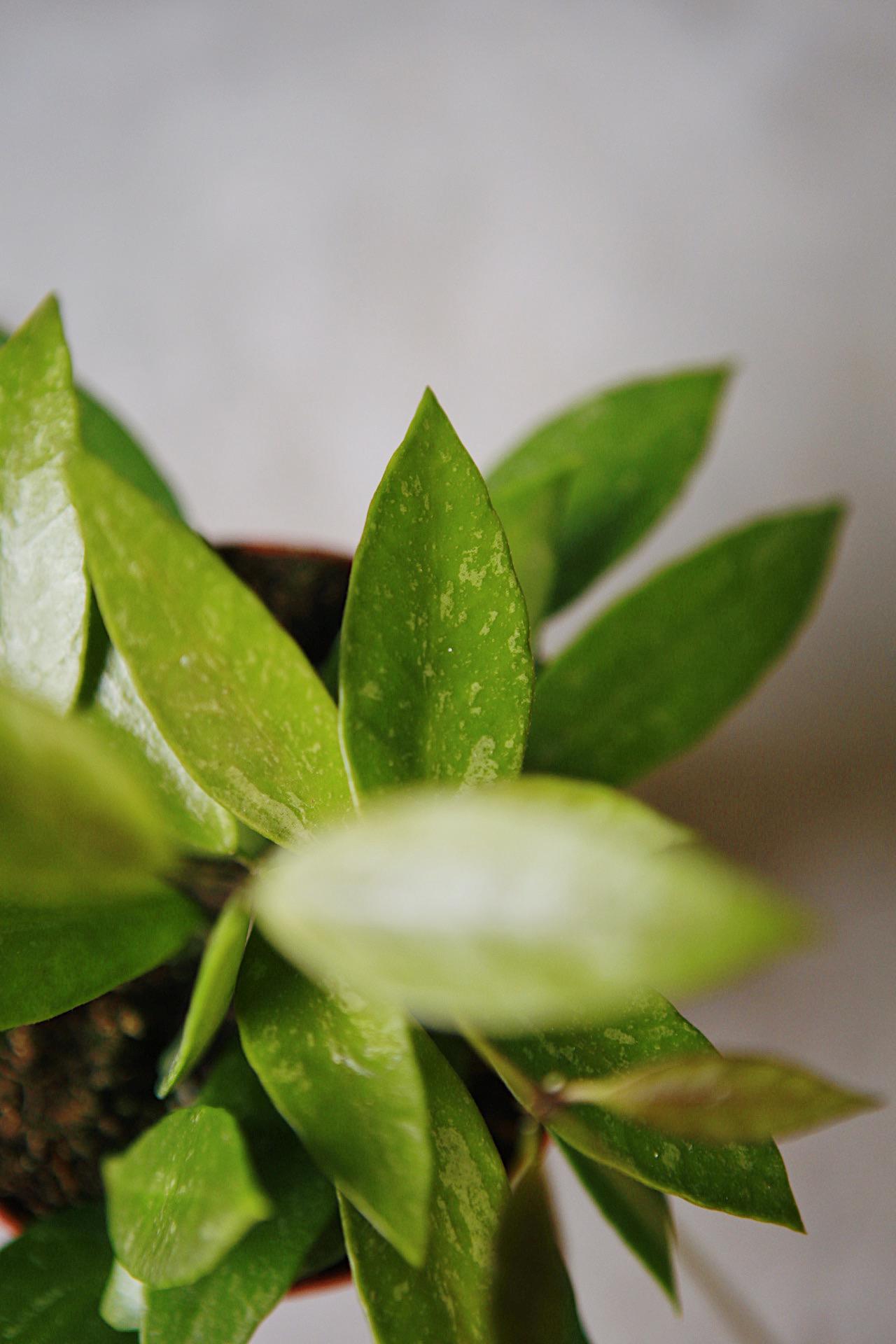 Hoya 'Gracilis'