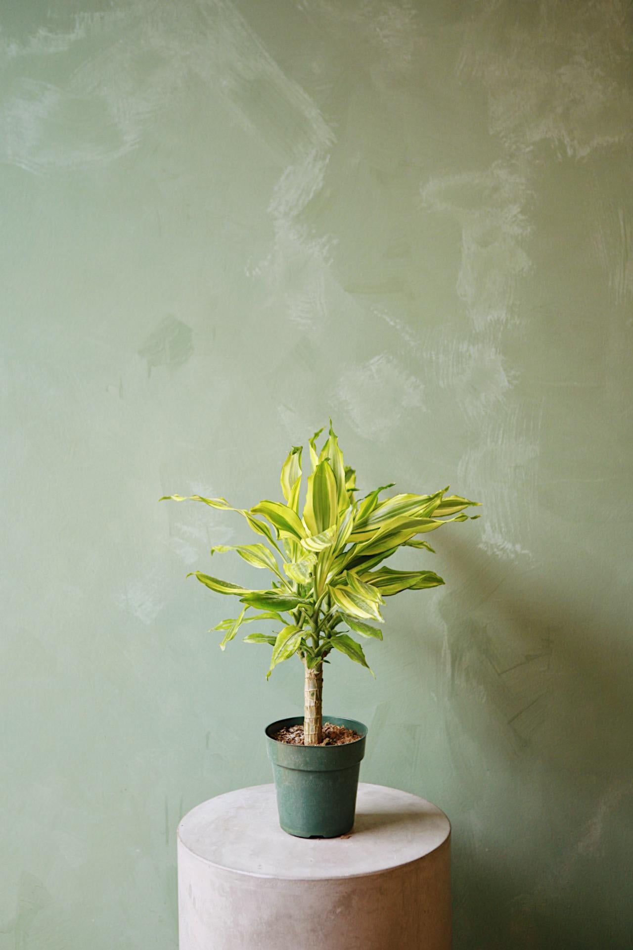 Dracaena 'Sol'