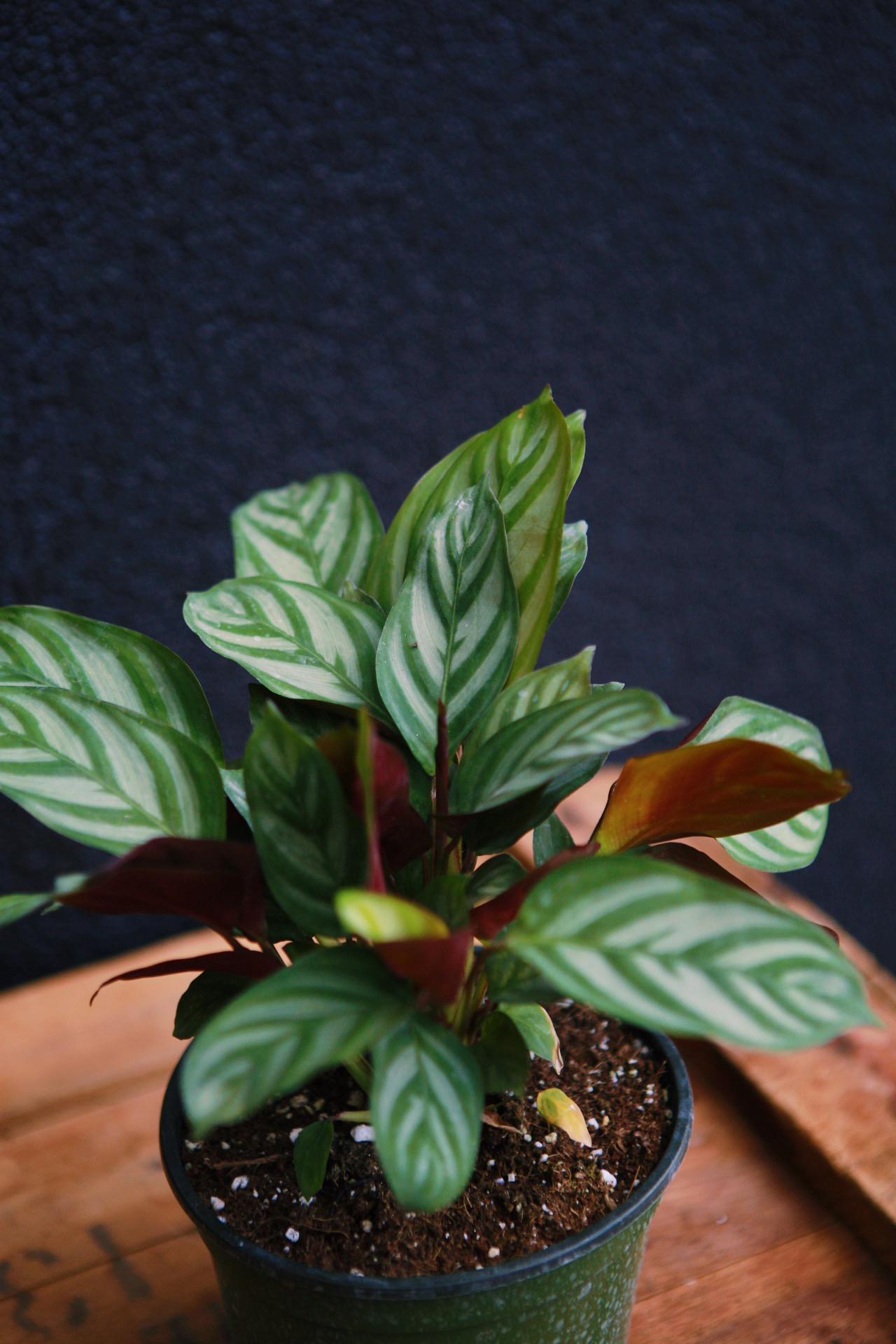 Calathea Exotica