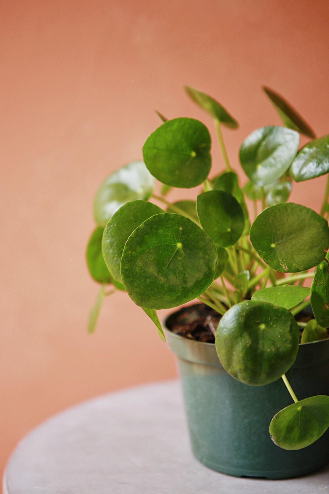 Coin Plant