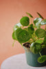 Coin Plant