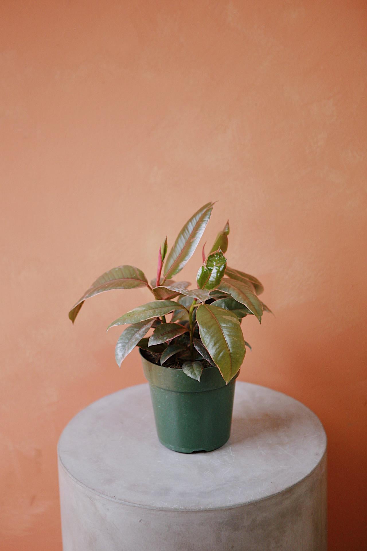 Ruby Red Rubber Plant