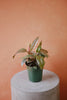 Ruby Red Rubber Plant