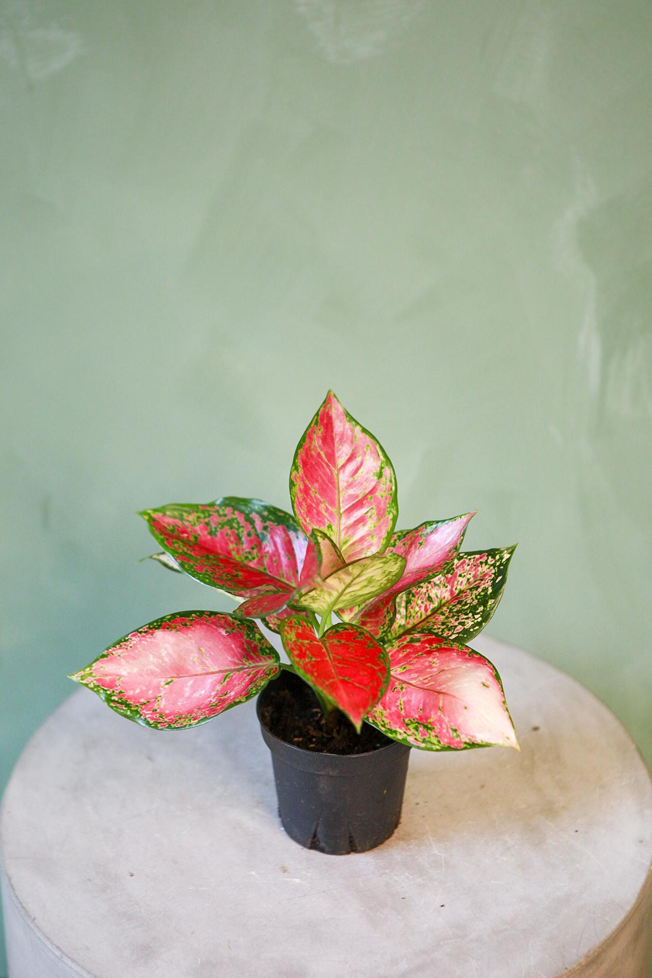 Aglaonema 'Red Valentine'