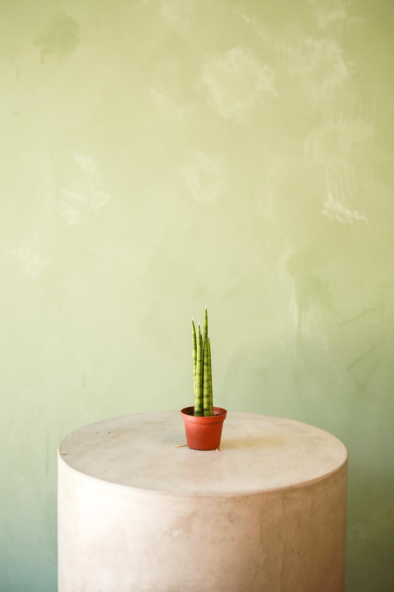 Spear Snake Plant