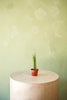 Spear Snake Plant