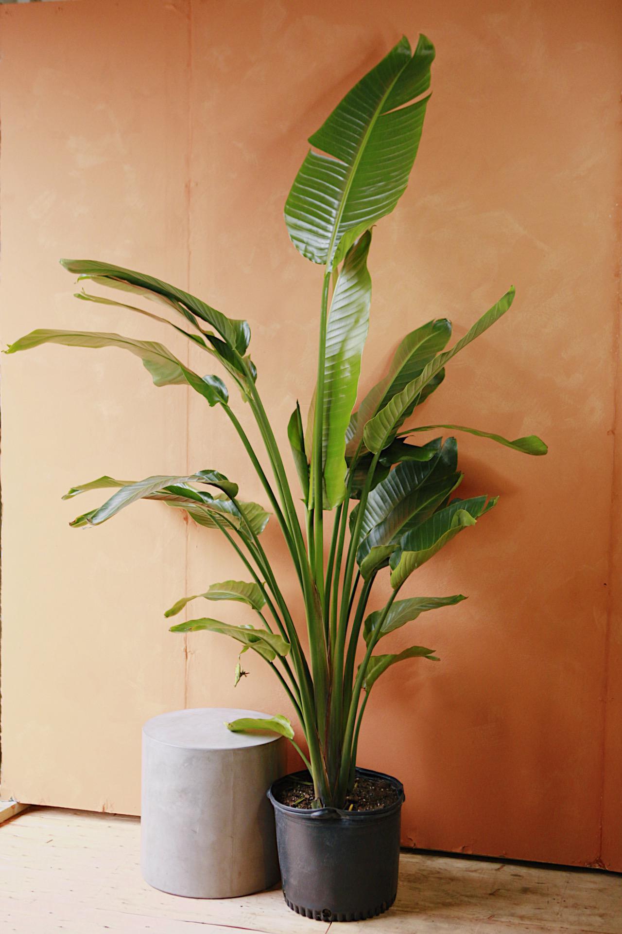 White Bird of Paradise