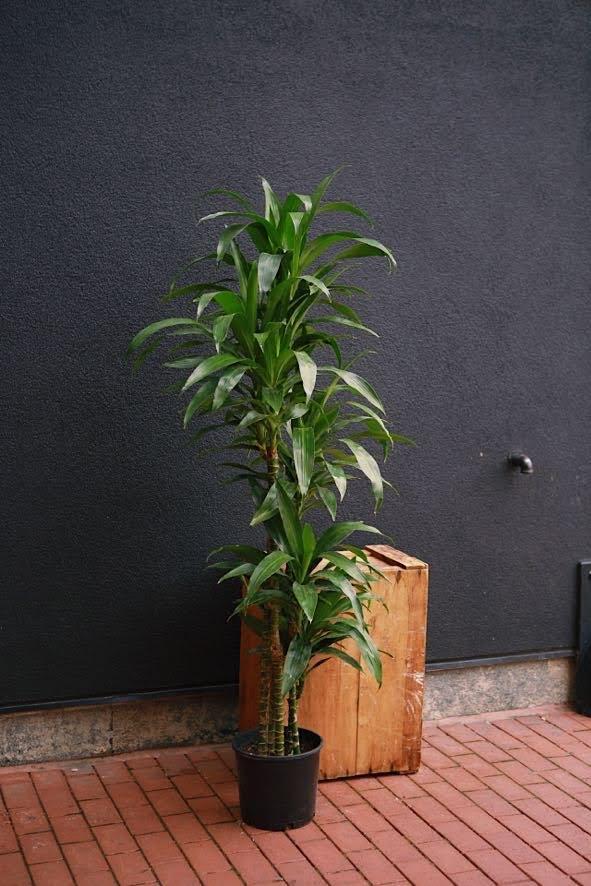 Dracaena 'Lisa'