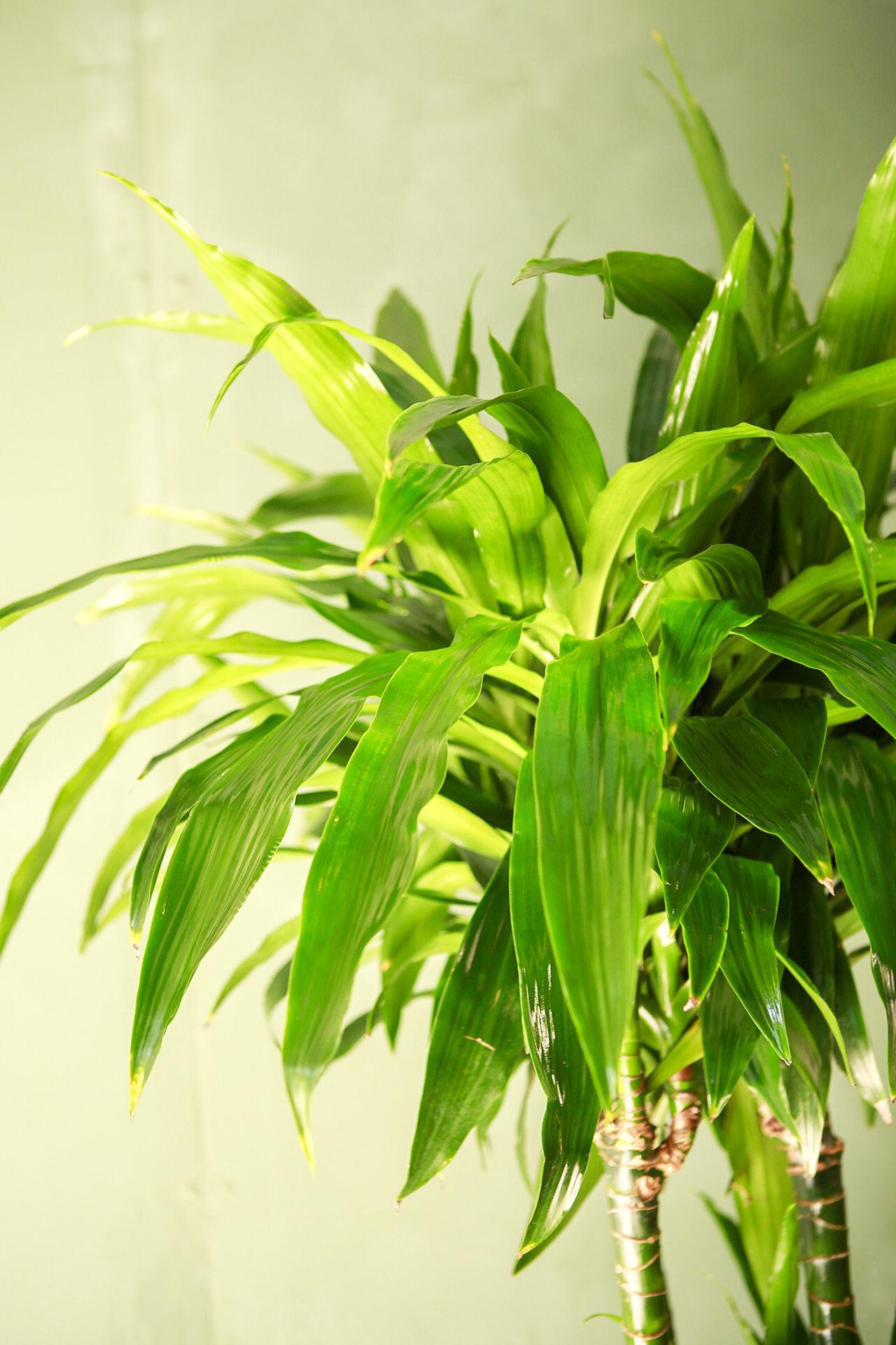 Dracaena Elegance