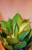 Agave