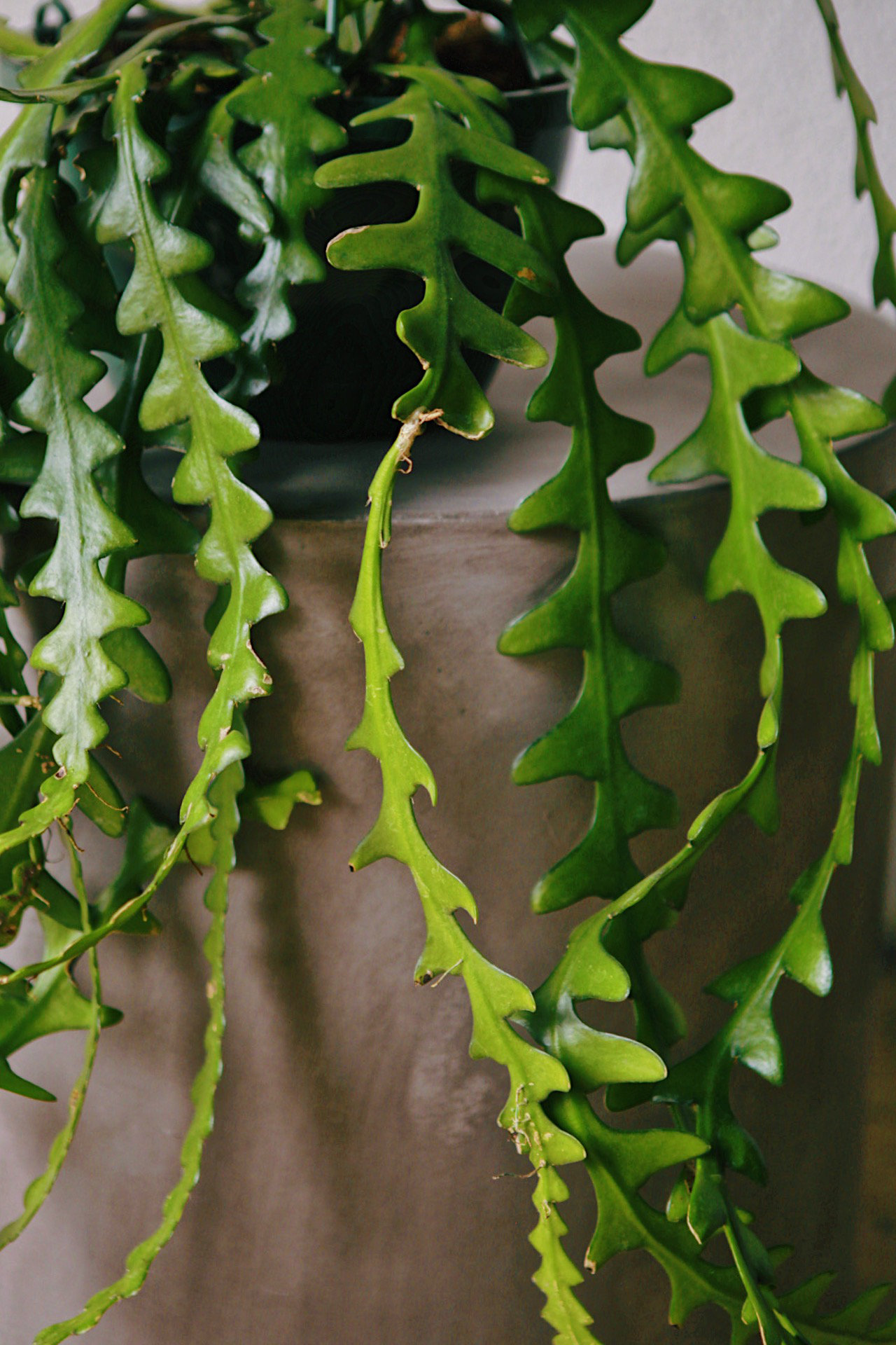 Ric Rac Cactus