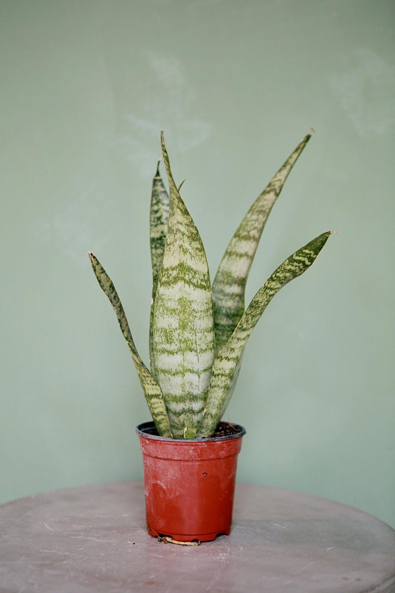 Snake Plant 'Zeylanica'