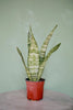 Snake Plant 'Zeylanica'