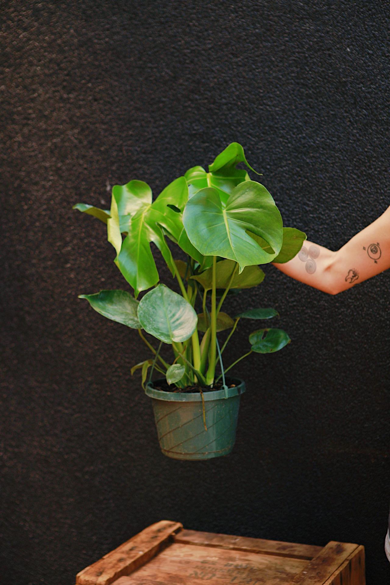 Monstera deliciosa