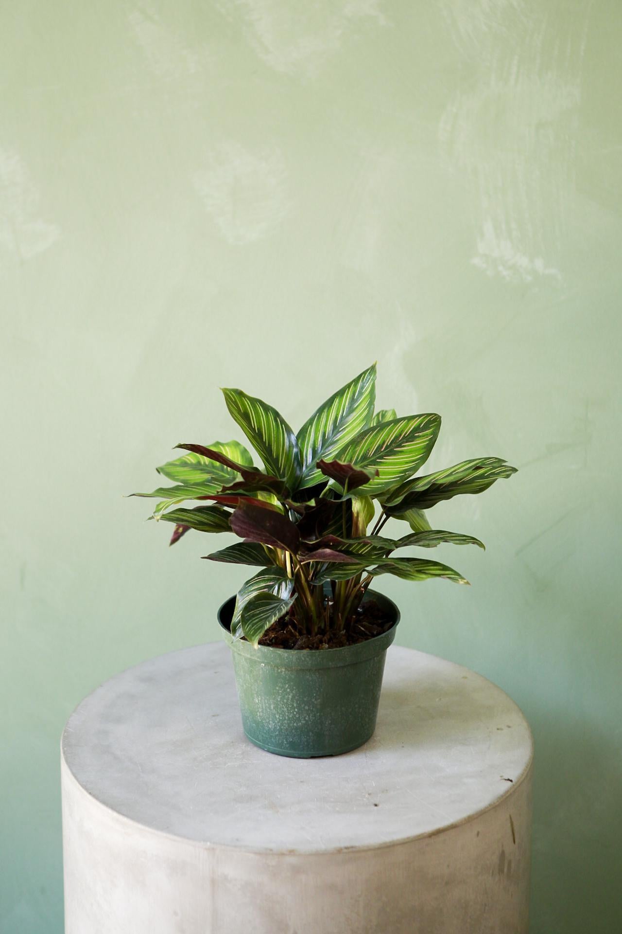 Calathea 'Beauty Star'