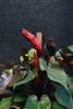 Philodendron 'Bloody Mary'