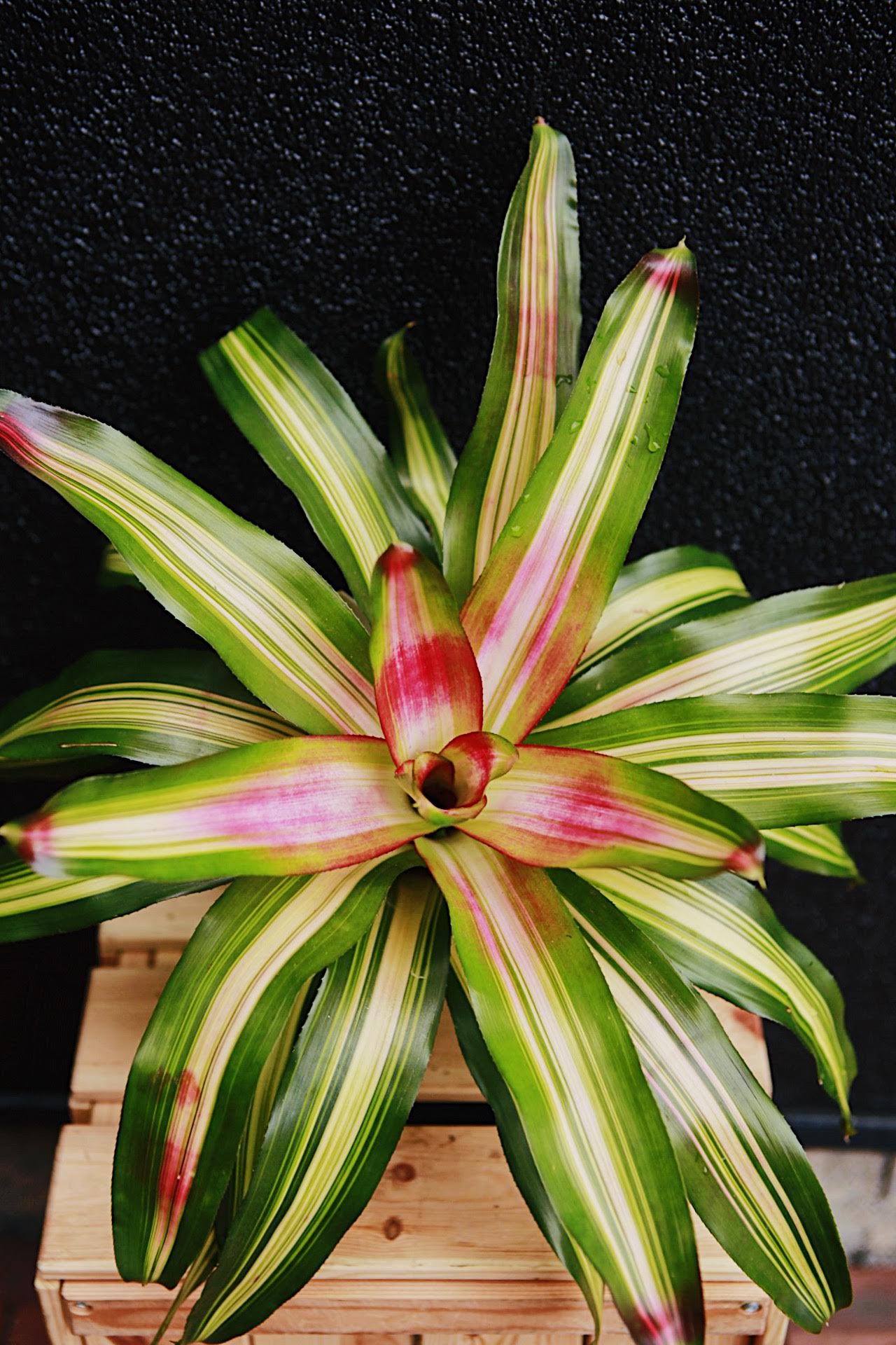 Neoregelia 6'