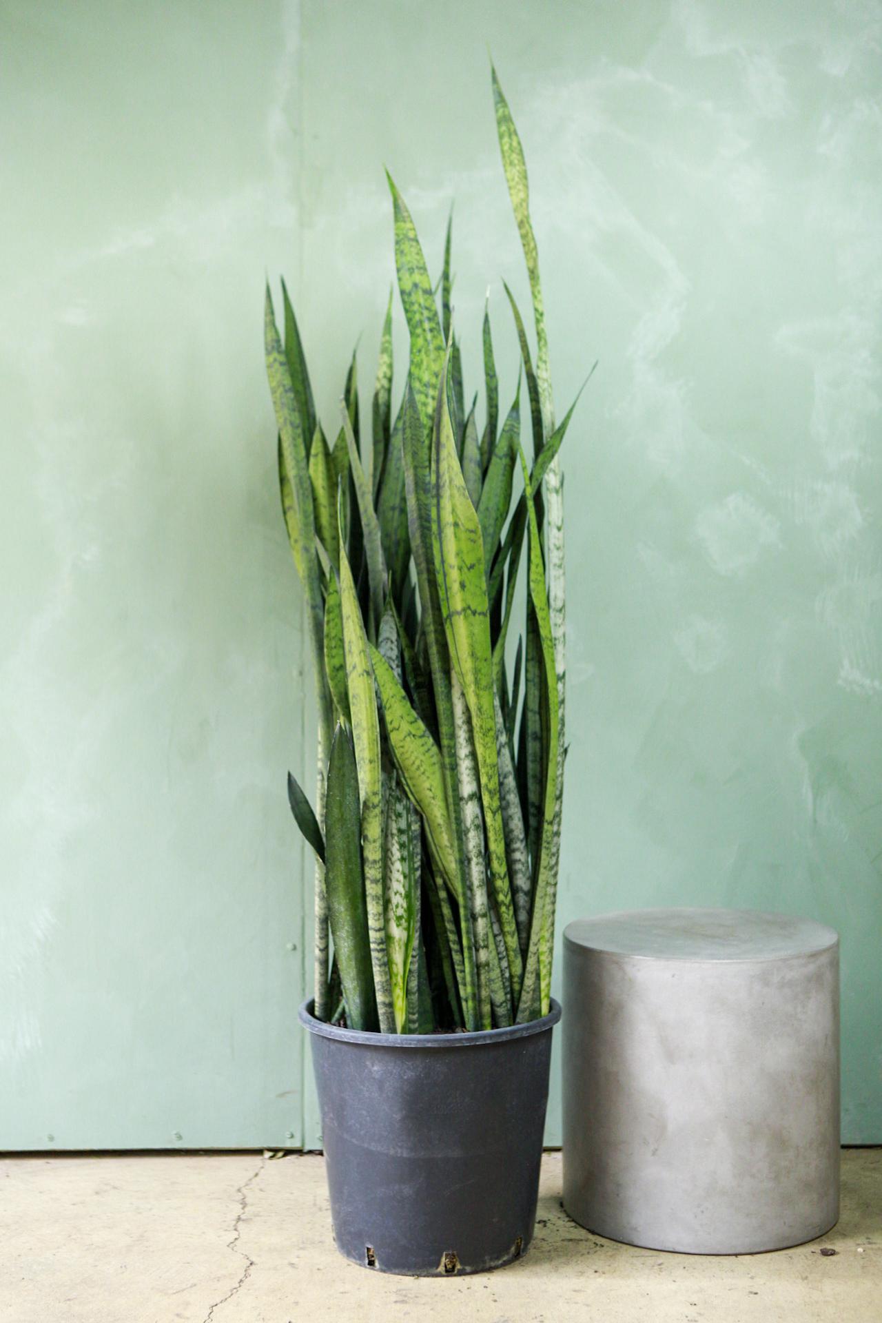 Snake Plant 'Zeylanica'