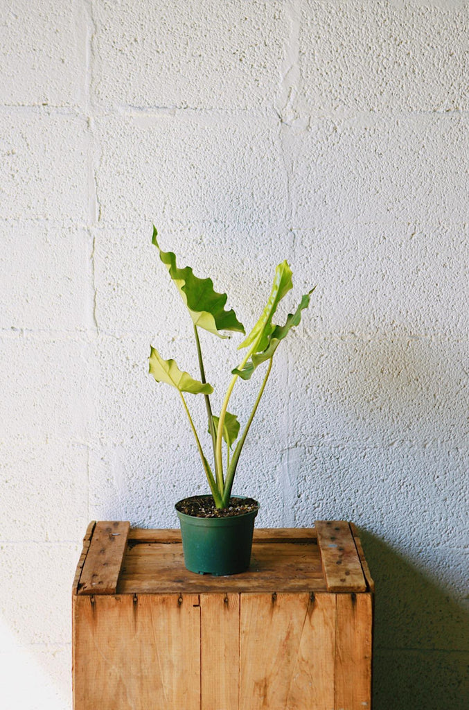 Alocasia 'Tyrion'