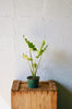 Alocasia 'Tyrion'