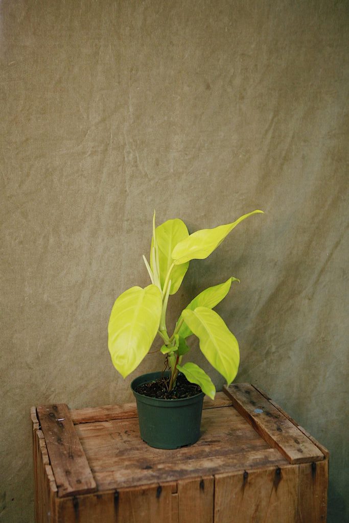 Philodendron 'Ceylon Beauty'