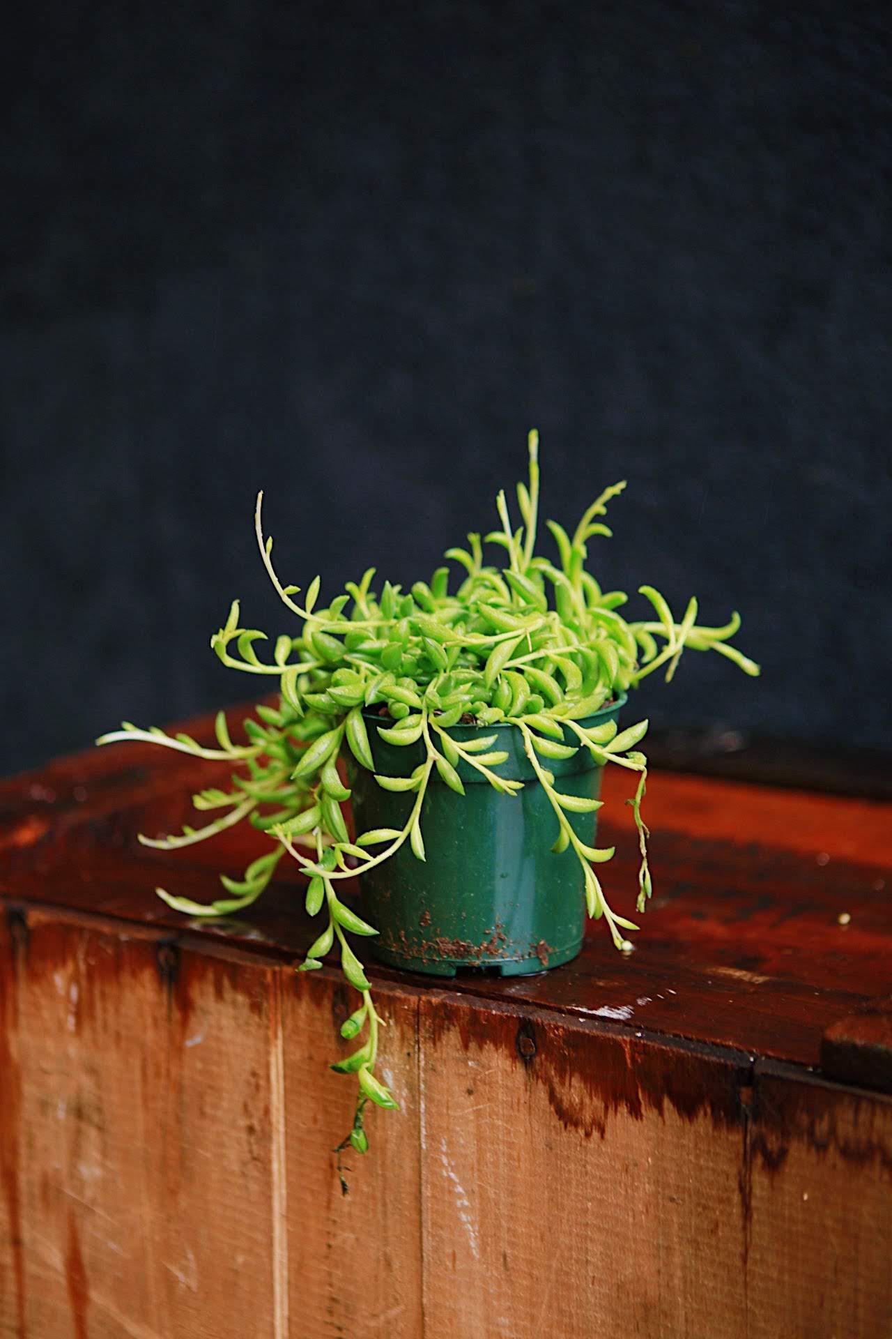 String of Bananas