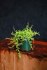 String of Bananas