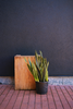 Snake Plant 'Black Gold'