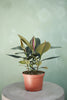Rubber Plant 'Burgundy'