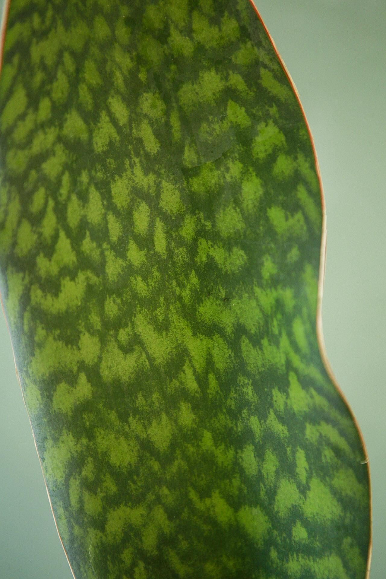 Whale Fin Snake Plant
