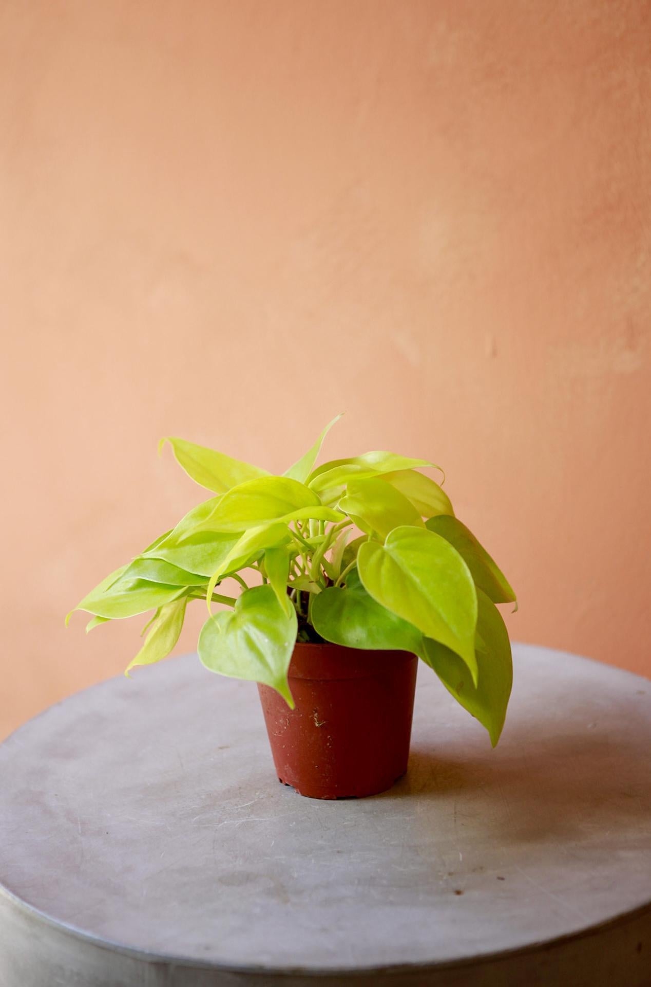 Philodendron 'Lemon Lime'