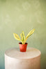Snake Plant 'Gold Dust'