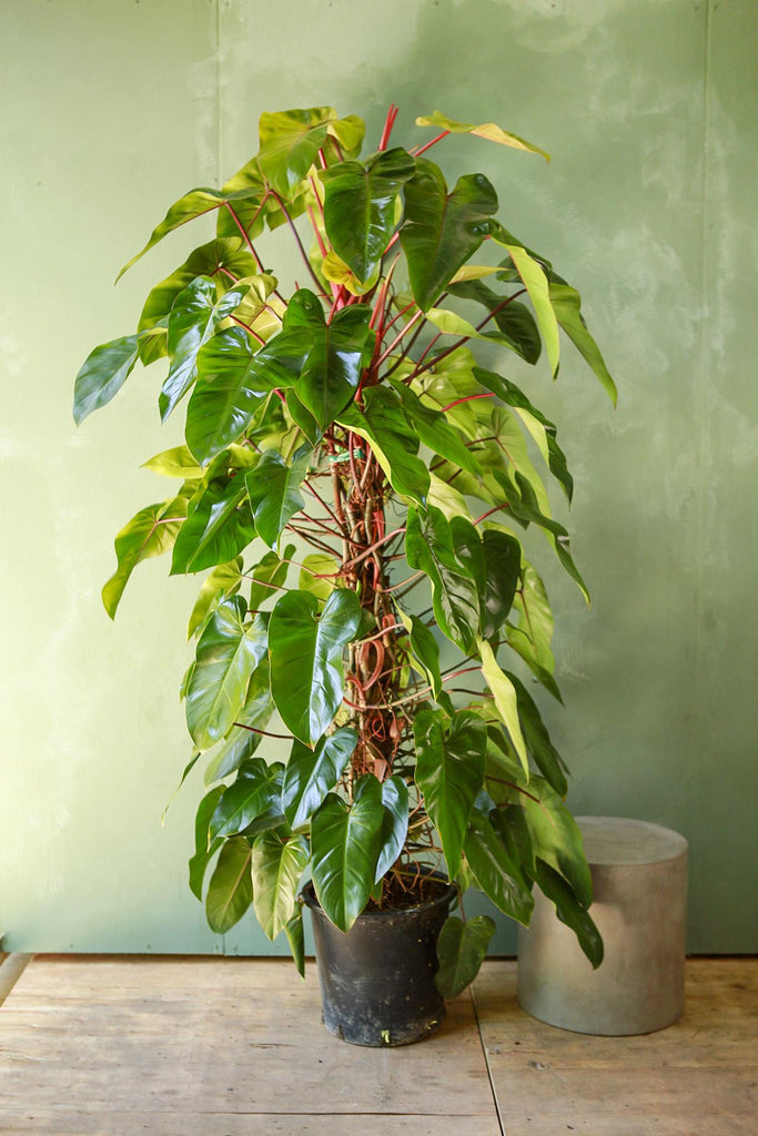 Philodendron 'Red Emerald'