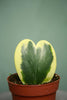 Hoya Heart