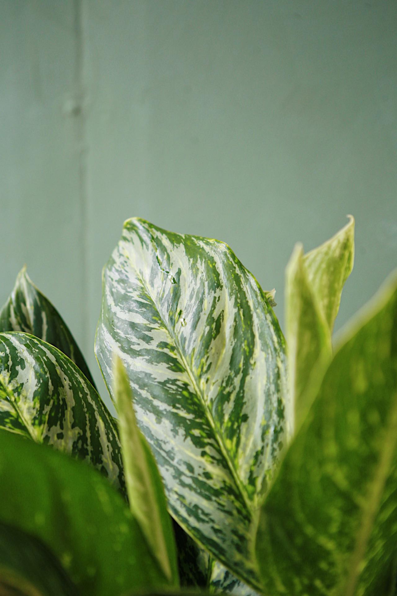 Aglaonema 'Golden Madonna'