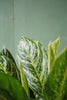 Aglaonema 'Golden Madonna'