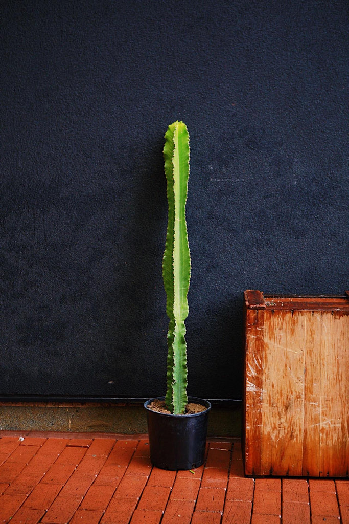 Emerald Giant Cactus