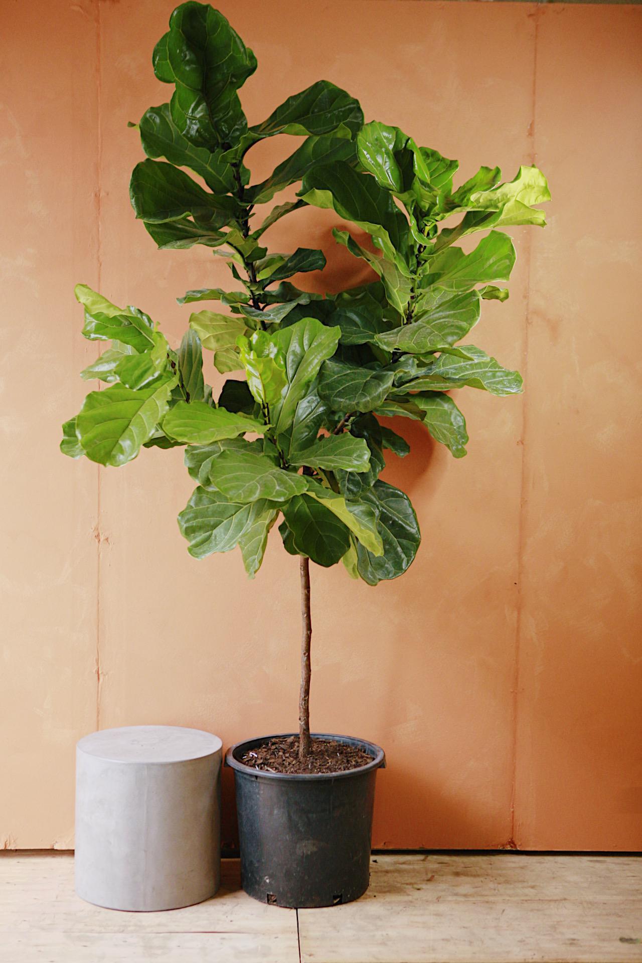 Fiddle Leaf Fig